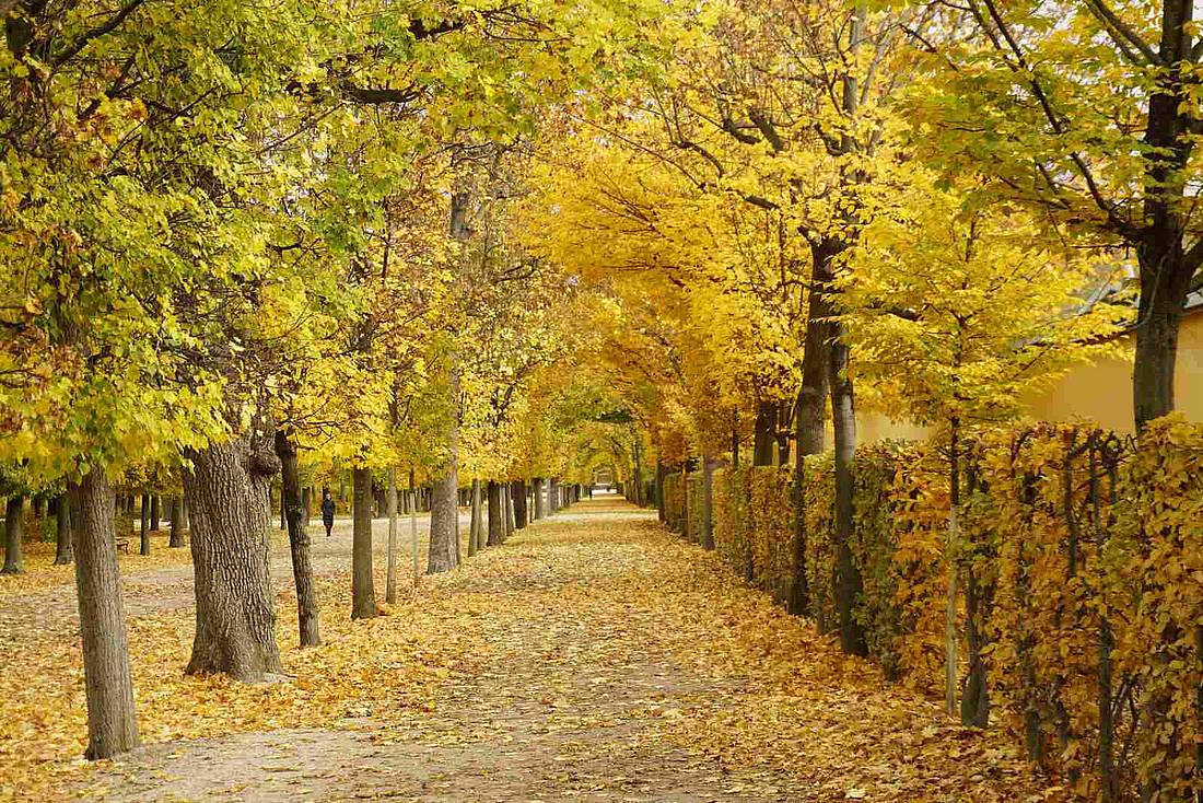 Blick in einen geraden, herbstlichen Parkweg der wie eine Allee von Bäumen gesäumt ist
