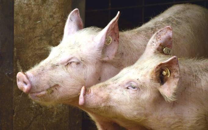 Foto (c) Peggy Choucair from Pixabay