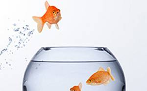 Fish jumps out of fishbowl into another fishbowl