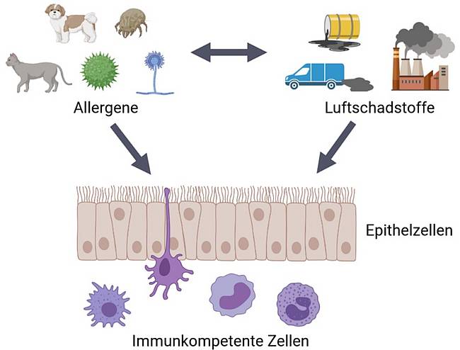 © HCW, erstellt mit BioRender.com Der Einfluss von Allergenen und Luftschadstoffen auf die Haut wird grafisch dargestellt.