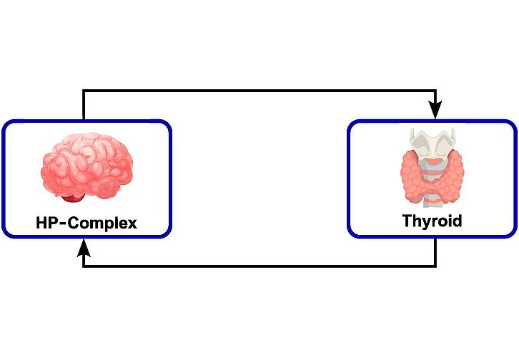© Corinna Modiz Ein Modell zum Behandlungsvorgang ist abgebildet