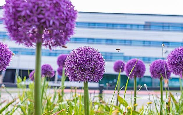 Blumen vor der Hochschule Campus Wien