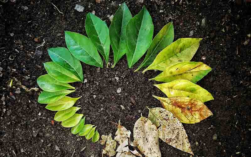 Die Blätter eines Baumes sind kreisförmig auf einem Grund aus drunkler Erde so positioniert worden, dass man den Lebenszyklus beobachten kann. In der Mitte unten sind die Blätter klein und hellgrün, dann gehen sie über in voll ausgereifte Blätter. Ab der oberen Mitte verfärben sie sich gelb und am Ende sind sie spröde und braun.