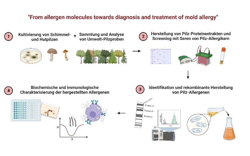 Der Arbeitsprozess zur Identifizierung der Allergene ist grafisch abgebildet