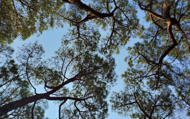 © HCW / Gamperl Eine Gruppe von Baumkronen vor blauem Himmel