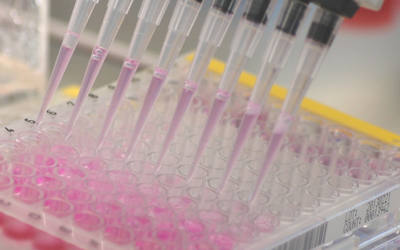 Eine pinke Flüssigkeit wird in kleine Behälter abgefüllt