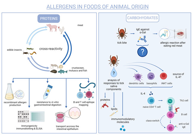 © HCW, erstellt mit BioRender.com Grafik zeigt Wechselwirkung bei Allergenen in Nahrunsmitteln tierischen Urspurngs