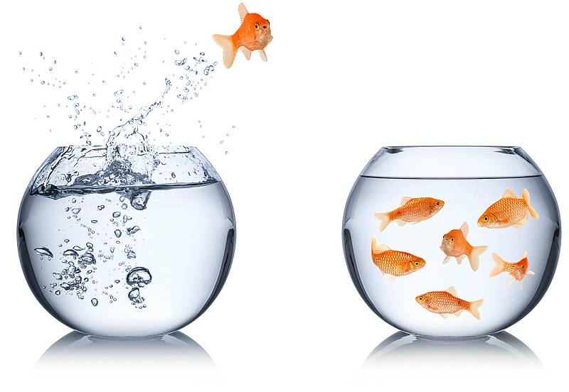 Ein Fisch, der von einem Fischglas in ein anderes Fischglas springt