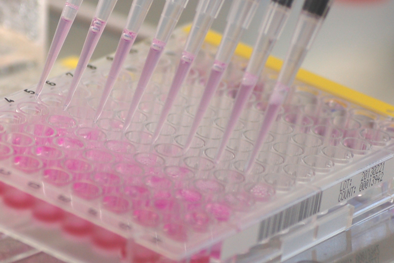 (c) Matthias Vonbrüll Bioassays: Elisa-Platte mit Pipetten