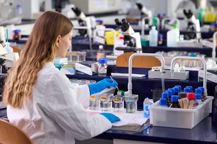 Im Bild sieht man eine manuelle histologische Färbung: Mit einer Pinzette wird ein gläserner Objektträger, auf dem sich ein dünner Gewebeschnitt befindet, vorsichtig in eine Reihe von kleinen, transparenten Färbebechern getaucht. Mit unterschiedlichen Farben und Entfärbungsflüssigkeiten kann man verschiedene Strukturen im Gewebe differenziert anfärben.