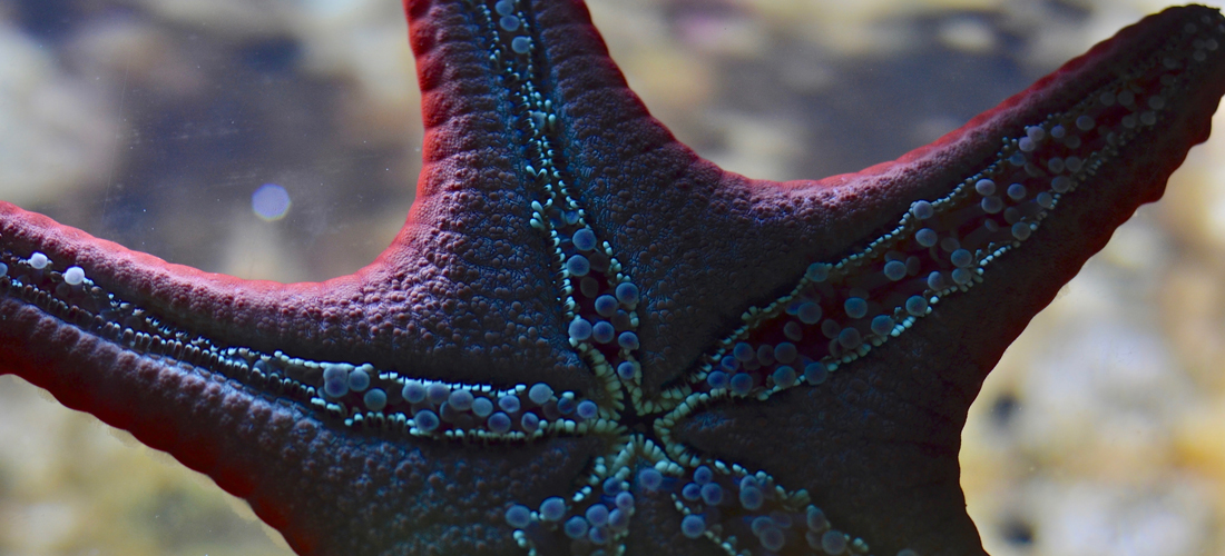 Makroaufnahme eines Seesterns