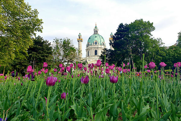 Karlskirche in Wien, lila Tulpen im Vordergrund. Die Karlskirche ist eine beige gestrichene Kirche im Barok-Stil mit grünem Dach.